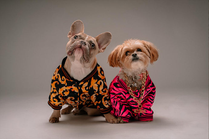 The Pros and Cons of Dressing up Your Dog